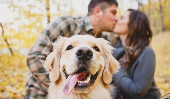 萌犬一只最新，探索宠物界的治愈系新星