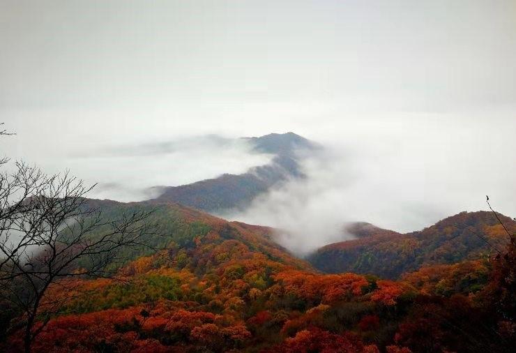 枫叶红了最新消息，自然奇观与人文情怀的交融