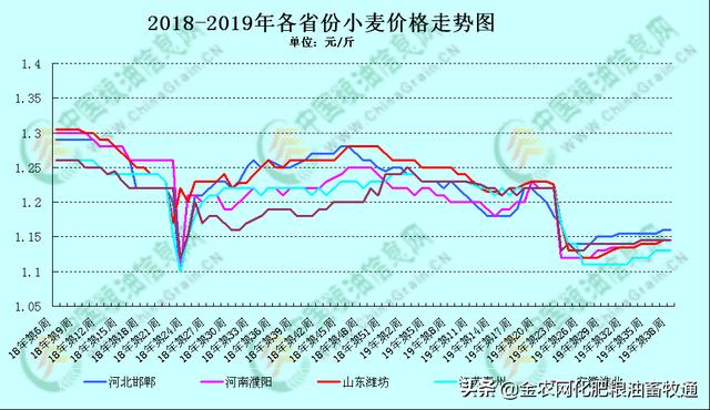 小麦价格最新行情9月，市场波动与影响因素分析