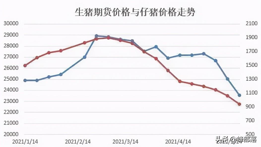 11月的最新猪价，市场波动、影响因素及未来展望